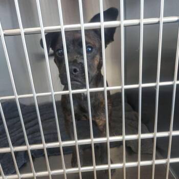 Holly -  American Staffordshire Terrier Dog for Adoption in Kingman, Arizona - Holly | PetCurious