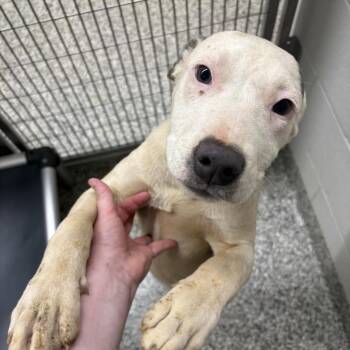 Pit Bull Terrier Dogs Available for Adoption in Morganton, North Carolina - Mary Puppins | PetCurious