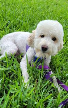 MOMO -  Tibetan Terrier and Miniature Poodle Dog for Adoption in West Palm Beach, Florida - MOMO | PetCurious