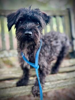 Terrier and Poodle Dogs Available for Adoption - Blossom Apr 25 | PetCurious
