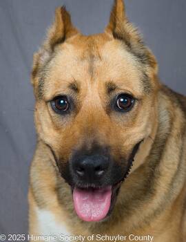 Rescue Shepherd Dogs for Adoption in Montour Falls, New York - Gertie | PetCurious