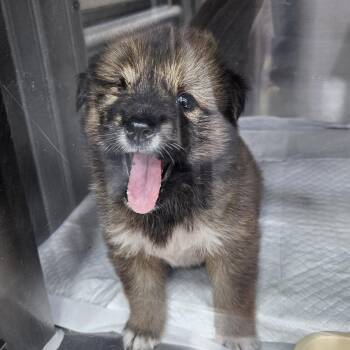 ZENA" -  Jindo Dog for Adoption in Springfield, Virginia - ZENA" | PetCurious