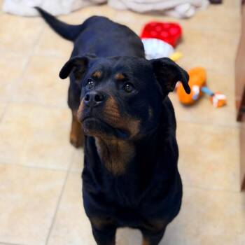 Rottweiler Dogs Available for Adoption - Maddie | PetCurious