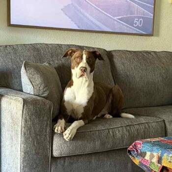 Rescue Pit Bull Terrier Dogs for Adoption in Wantagh, New York - Toby | PetCurious