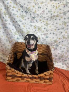 Mixed Breed Dogs Available for Adoption in Upper Sandusky, Ohio - Bella | PetCurious
