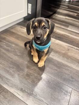 Kenny -  Hound Dog for Adoption in Hillside, Illinois - Kenny | PetCurious