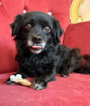Osa -  Chihuahua and Spaniel Dog for Adoption in Santa Rosa, California - Osa | PetCurious