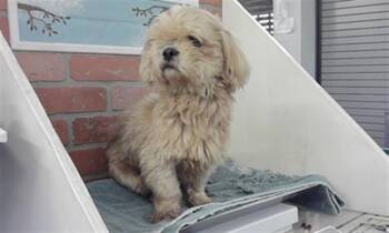 Shih Tzu and Mixed Breed Dogs Available for Adoption in Houston, Texas - KOBY | PetCurious