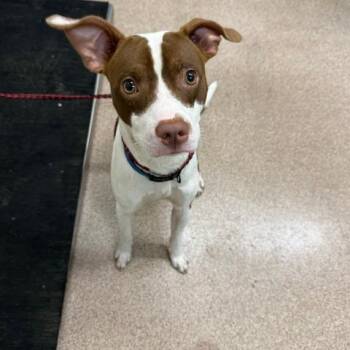 Max -  Mixed Breed Dog for Adoption in Ardmore, Oklahoma - Max | PetCurious