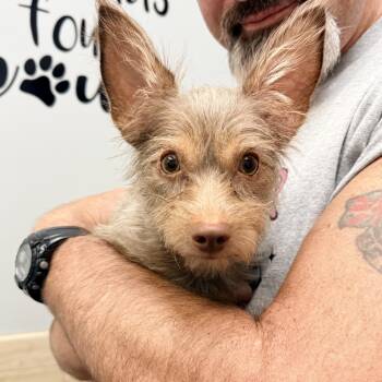 Brie -  Yorkshire Terrier Dog for Adoption in Copiague, New York - Brie | PetCurious
