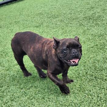 Baguette 9462 -  French Bulldog Dog for Adoption in Loxahatchee Groves, Florida - Baguette 9462 | PetCurious