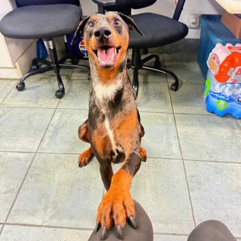 Marlon 3630 -  Doberman Pinscher Dog for Adoption in Oakland Park, Florida - Marlon 3630 | PetCurious