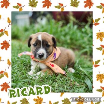 Ricard -  Labrador Retriever and Hound Dog for Adoption in Ringwood, New Jersey - Ricard | PetCurious