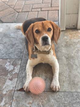 Beagle Dogs Available for Adoption in Riverside, California - Petunia | PetCurious