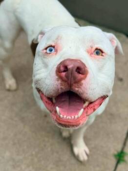 Thiago -  Pit Bull Terrier Dog for Adoption in Chicago, Illinois - Thiago | PetCurious