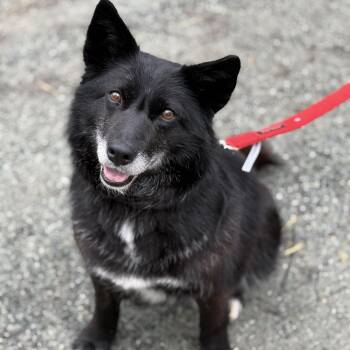 Husky Dogs Available for Adoption in Anchorage, Alaska - Baby | PetCurious