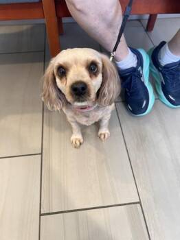Ladybug - 1 -  Yorkshire Terrier and Poodle Dog for Adoption in Daytona Beach, Florida - Ladybug - 1 | PetCurious