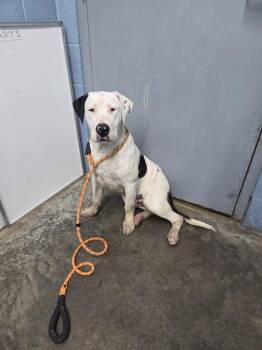 Huey -  Labrador Retriever and Great Dane Dog for Adoption in Evansville, Indiana - Huey | PetCurious