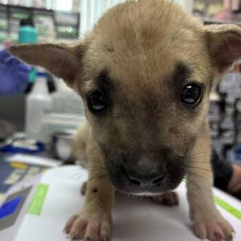 Sansa -  German Shepherd Dog Dog for Adoption in Allegan, Michigan - Sansa | PetCurious