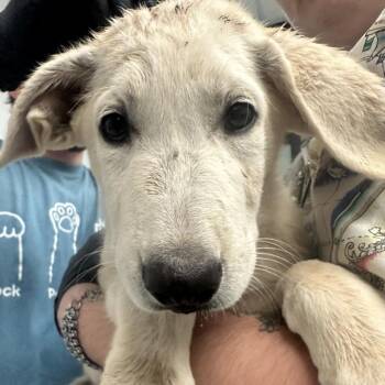 Peter Quill -  Great Pyrenees Dog for Adoption in Abilene, Texas - Peter Quill | PetCurious