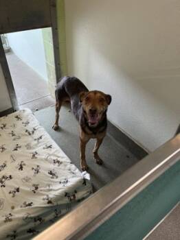 Rescue German Shepherd Dog and Mixed Breed Dogs for Adoption in Largo, Florida - Leo | PetCurious