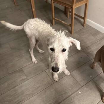 Daisi -  Mixed Breed and Terrier Dog for Adoption in Houston, Texas - Daisi | PetCurious