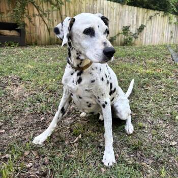 *Courtesy Listing - Cooper -  Dalmatian Dog for Adoption in Tuscaloosa, Alabama - *Courtesy Listing - Cooper | PetCurious
