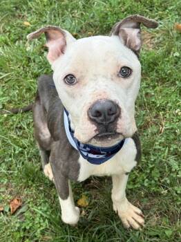 Apollo -  Pit Bull Terrier Dog for Adoption in Anderson, Indiana - Apollo | PetCurious