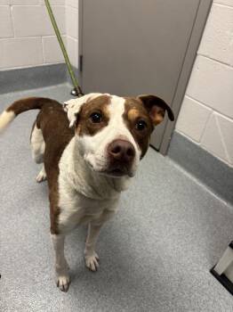 AMBER -  Pit Bull Terrier and Mixed Breed Dog for Adoption in Indianapolis, Indiana - AMBER | PetCurious