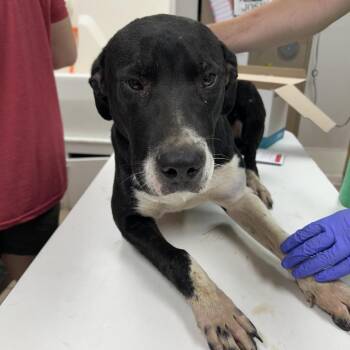 Stanley -  Pit Bull Terrier Dog for Adoption in Starkville, Mississippi - Stanley | PetCurious