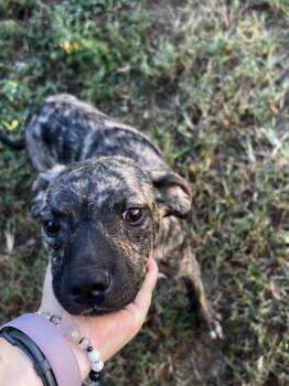 Miley -  Labrador Retriever Dog for Adoption in Lexington, Kentucky - Miley | PetCurious
