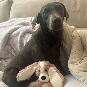 Olive -  Chocolate Labrador Retriever and Labrador Retriever Dog for Adoption in Escondido, California - Olive | PetCurious