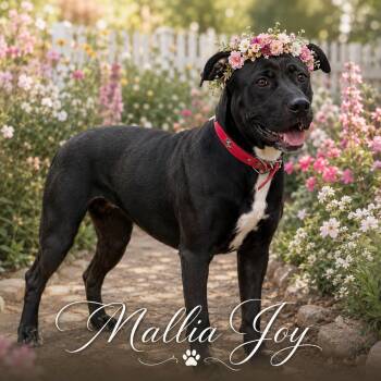 Mallia Joy -  Black Labrador Retriever and Labrador Retriever Dog for Adoption in Farmington, Missouri - Mallia Joy | PetCurious