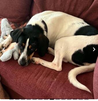 Charlie -  Treeing Walker Coonhound Dog for Adoption in Warren, Rhode Island - Charlie | PetCurious