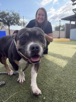 American Bully and American Staffordshire Terrier Dogs Available for Adoption - Whiskey | PetCurious