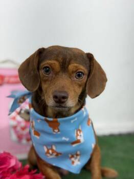 Zion-One of our Amazing Rescue Dogs -  Chihuahua and Dachshund Dog for Adoption in Carlsbad, California - Zion-One Of Our Amazing Rescue Dogs | PetCurious