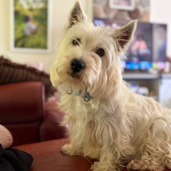Kitty -  West Highland White Terrier Westie Dog for Adoption in Sinking Spring, Pennsylvania - Kitty | PetCurious