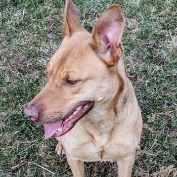 Deputy -  Mixed Breed Dog for Adoption in Jeffersonville, Indiana - Deputy | PetCurious