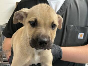 Mastiff and Mixed Breed Dogs Available for Adoption in San Bernardino, California - PERCY | PetCurious