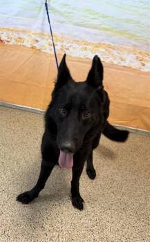 SYDNEY -  German Shepherd Dog Dog for Adoption in Doral, Florida - SYDNEY | PetCurious