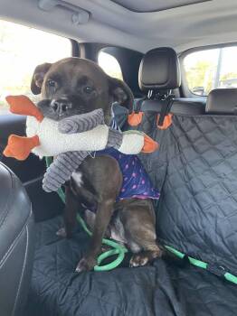 Rescue Mixed Breed Dogs for Adoption in Groveland, Massachusetts - Lucy | PetCurious