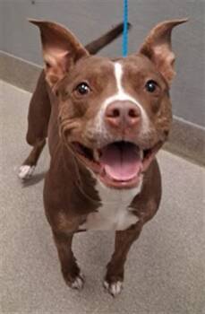 Pit Bull Terrier Dogs Available for Adoption in Las Vegas, Nevada - SHELLY | PetCurious