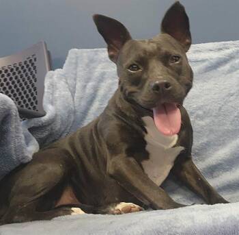 WILLOW -  Pit Bull Terrier Dog for Adoption in Brunswick, Georgia - WILLOW | PetCurious
