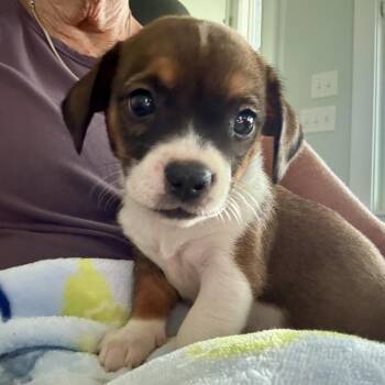 Nancy -  Cardigan Welsh Corgi and Mixed Breed Dog for Adoption in Freeport, Florida - Nancy | PetCurious