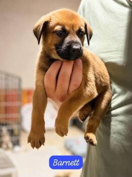 Barnet -  Labrador Retriever Dog for Adoption in Clarksburg, Ontario - Barnet | PetCurious