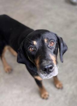 Rescue Hound Dogs for Adoption in Fort Madison, Iowa - Randall | PetCurious