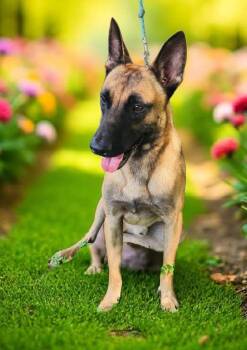 Rescue Belgian Shepherd Malinois Dogs for Adoption in Lorida, Florida - Nico | PetCurious