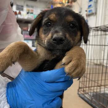 German Shepherd Dog Dogs Available for Adoption - Yaretzi | PetCurious