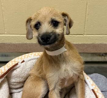 Yandel -  Terrier Dog for Adoption in Walnut Creek, California - Yandel | PetCurious