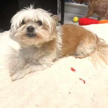 Rescue Maltese and Mixed Breed Dogs for Adoption in Warrensburg, Missouri - Scooter | PetCurious